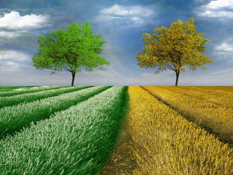 Two Trees in Fields — Green