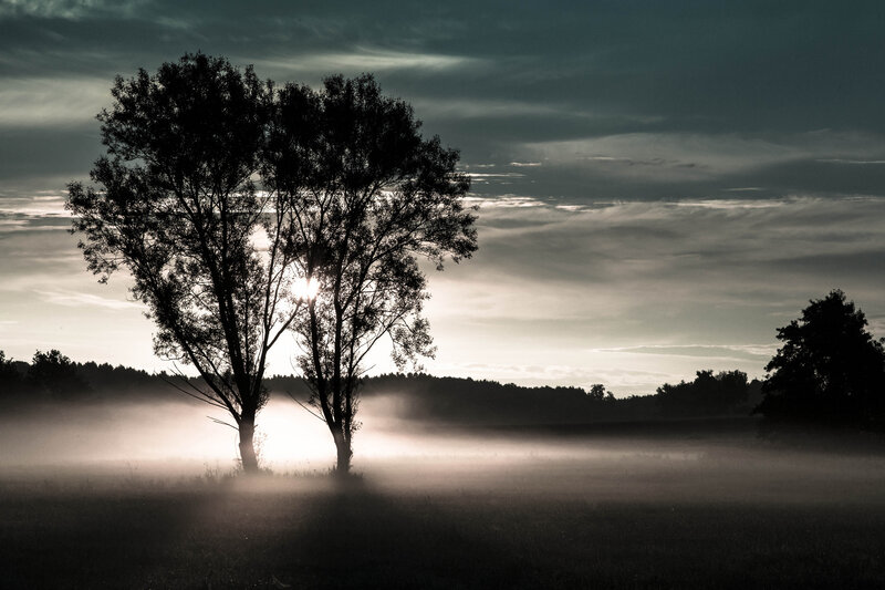 Two Trees in Fog — Black