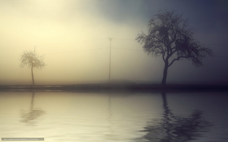 Two Trees in Fog — Gray, Misty
