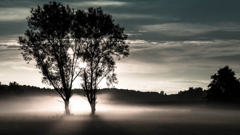 Two Trees in Fog — Gray