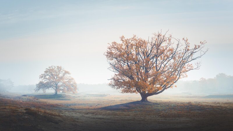 Two Trees in Fog — Orange