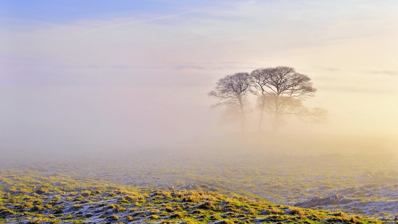 Two Trees in Fog