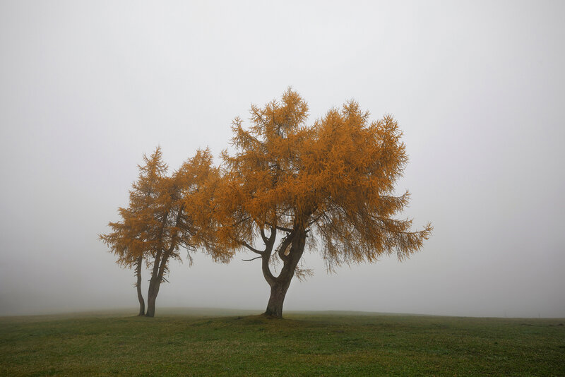 Two Trees in Fog — Yellow, Misty
