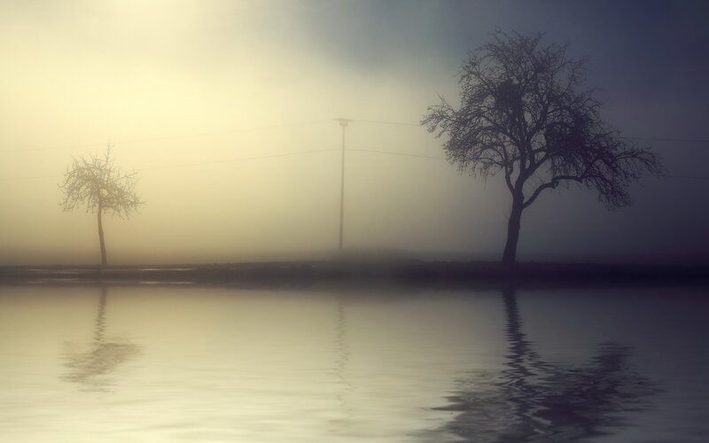 Two Trees in Fog — Yellow