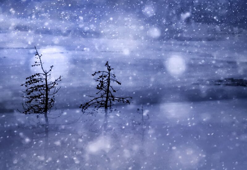 Two Trees in Snow — Blue, Cold