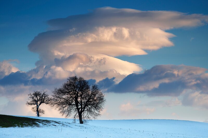 Two Trees in Snow — Blue, Dramatic