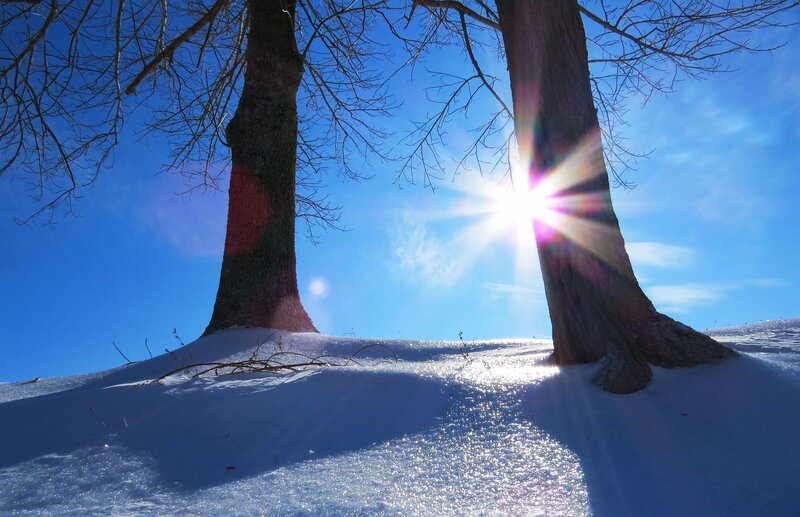 Two Trees in Snow — Blue, Serene