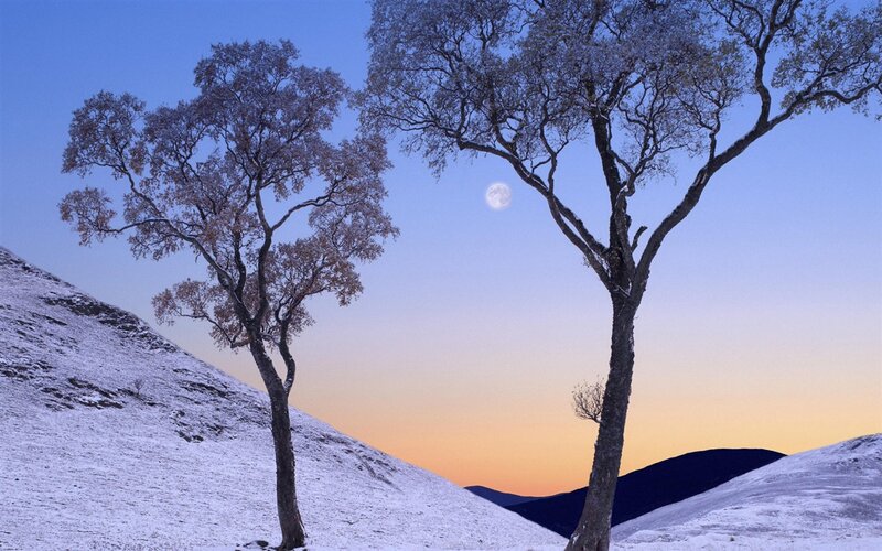 Two Trees in Snow