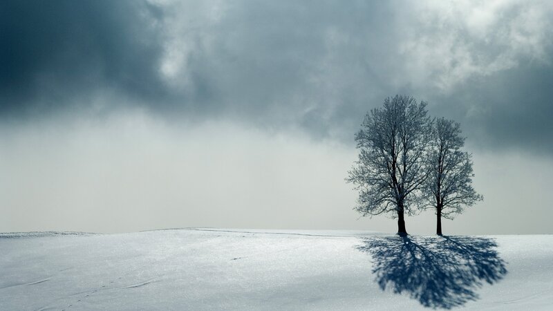 Two Trees in Snow — White, Dramatic