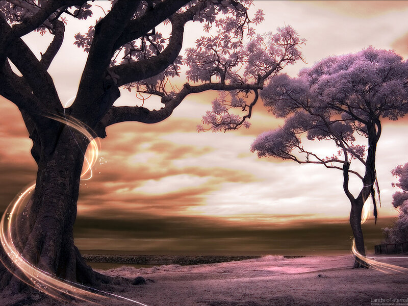 Two Trees in Sunset