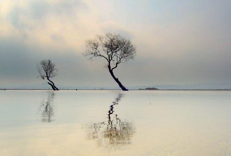 Two Trees in Water — Gray