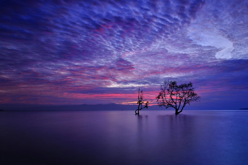 Two Trees in Water — Purple