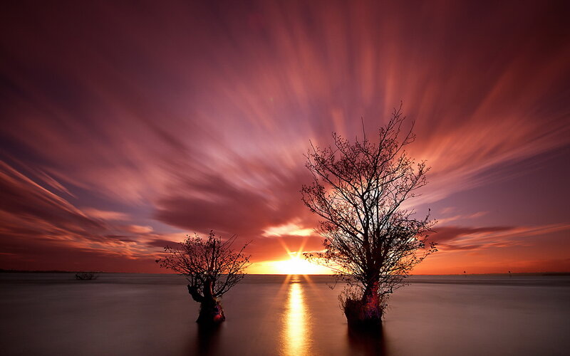 Two Trees in Water — Red