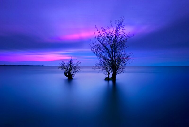 Two Trees in Water