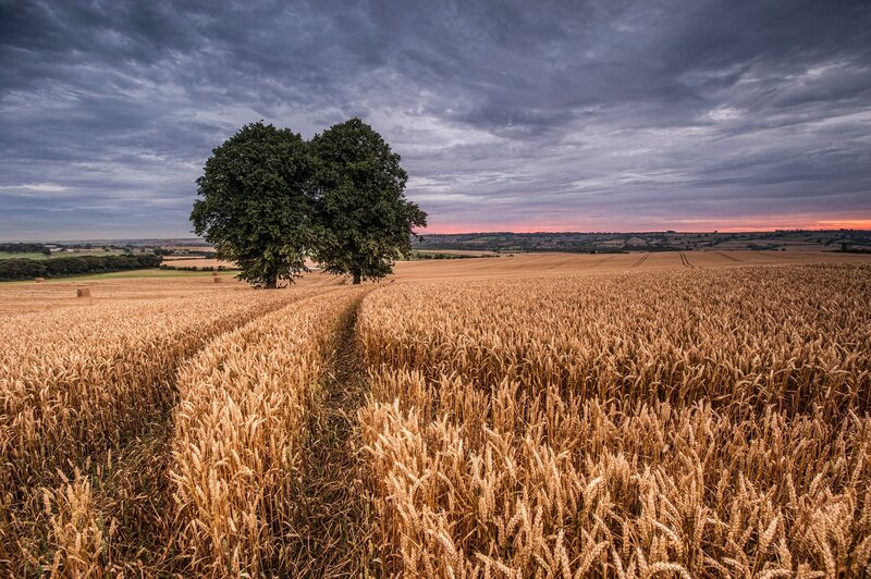 Two Trees in Wheat Field — Gold
