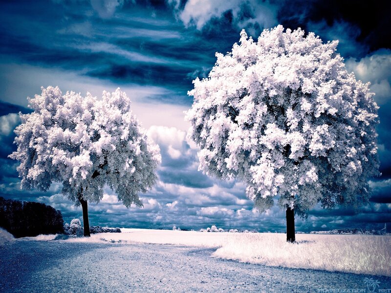 Two Trees in Winter
