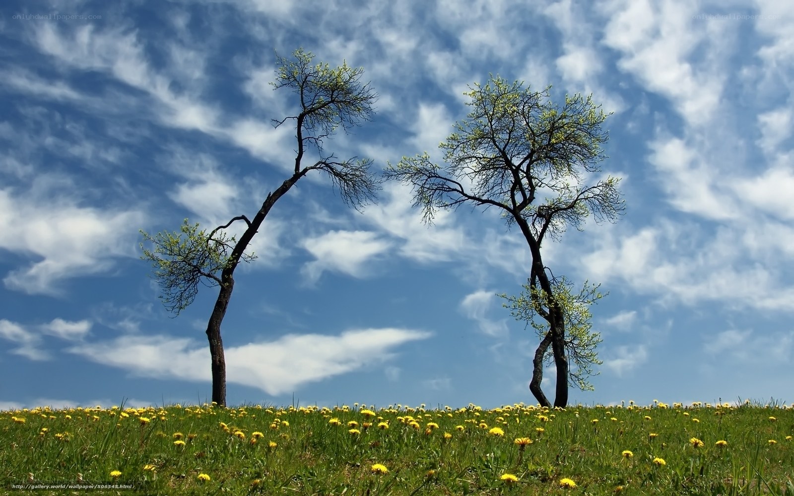 Two trees on a dandelion field