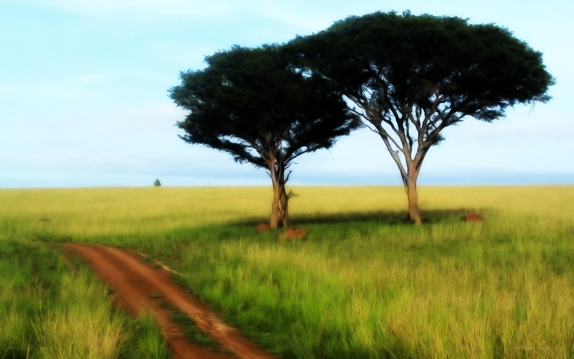 Two trees on a dirt road