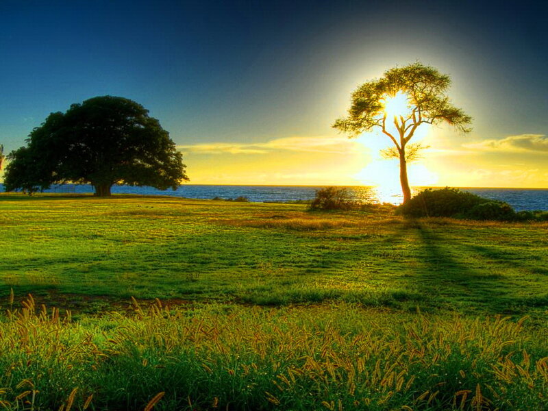 Two Trees on a Field