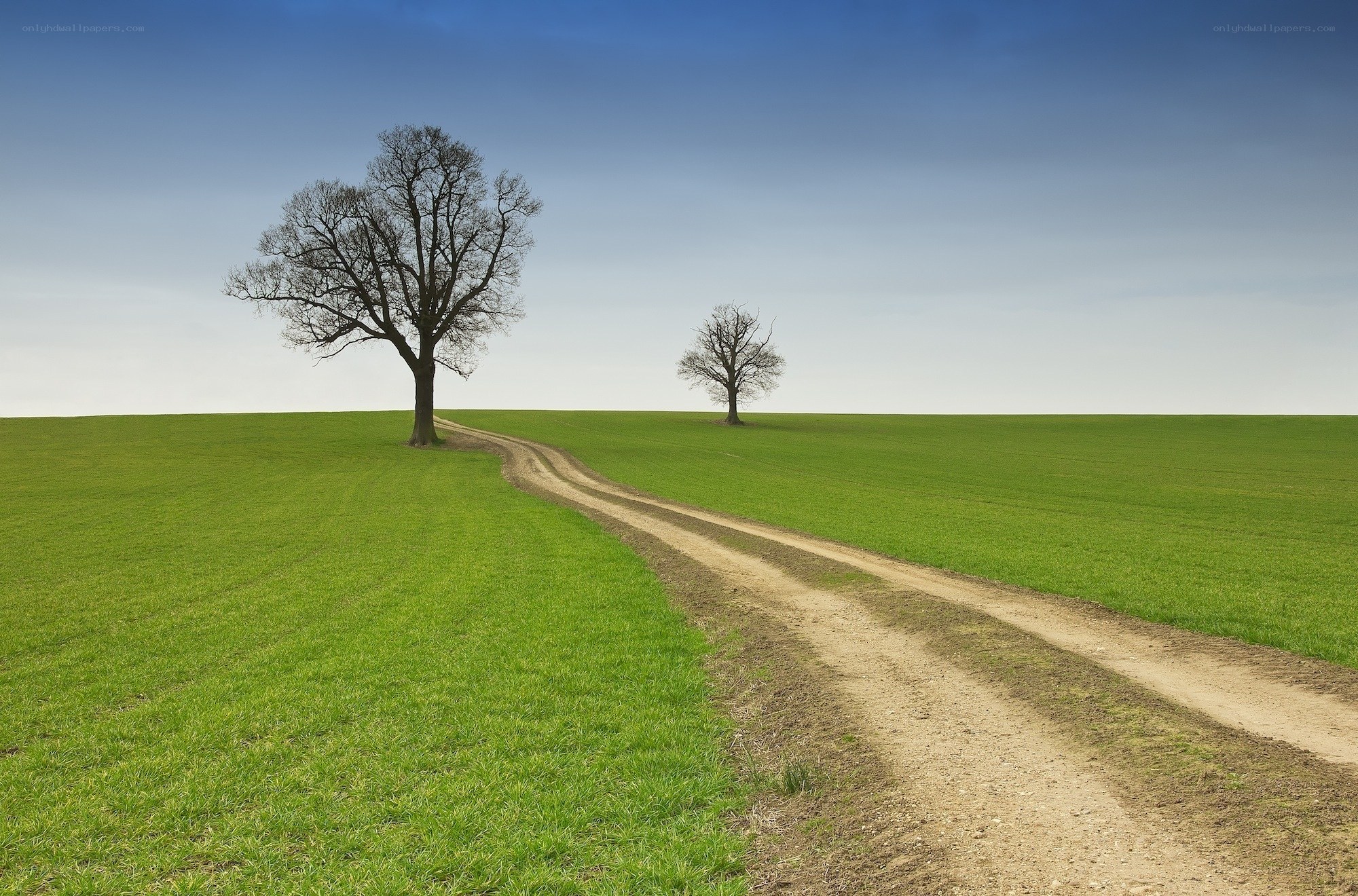 Two trees on a green field