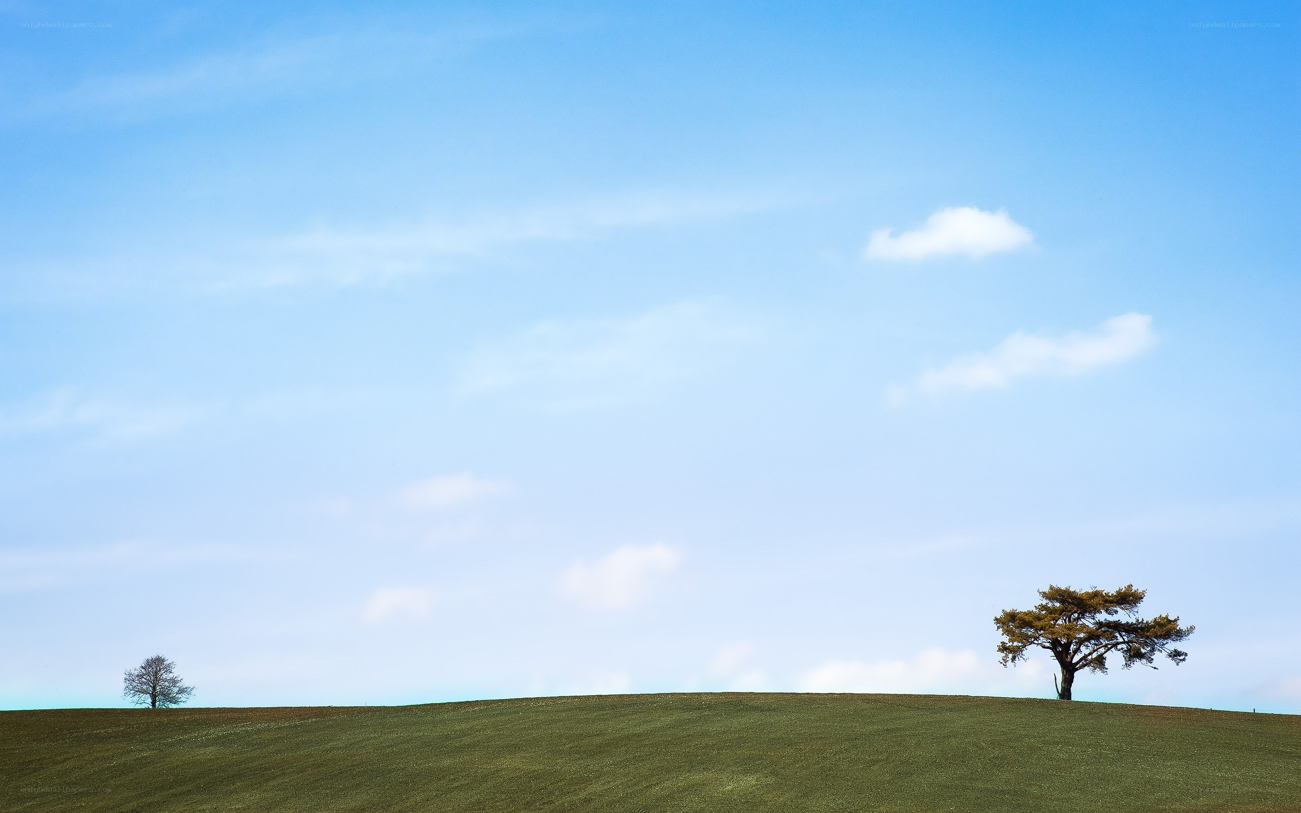 Two trees on a green hill