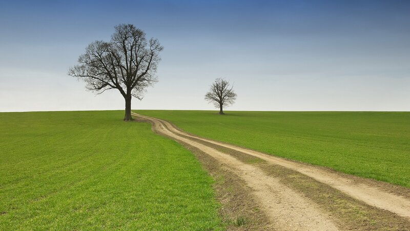 Two trees on a green hill