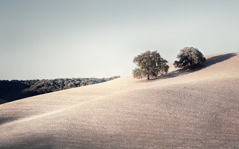 Two Trees on a Hill — Beige
