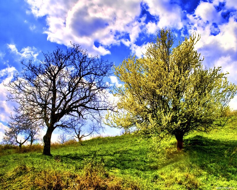 Two Trees on a Hill — Blue