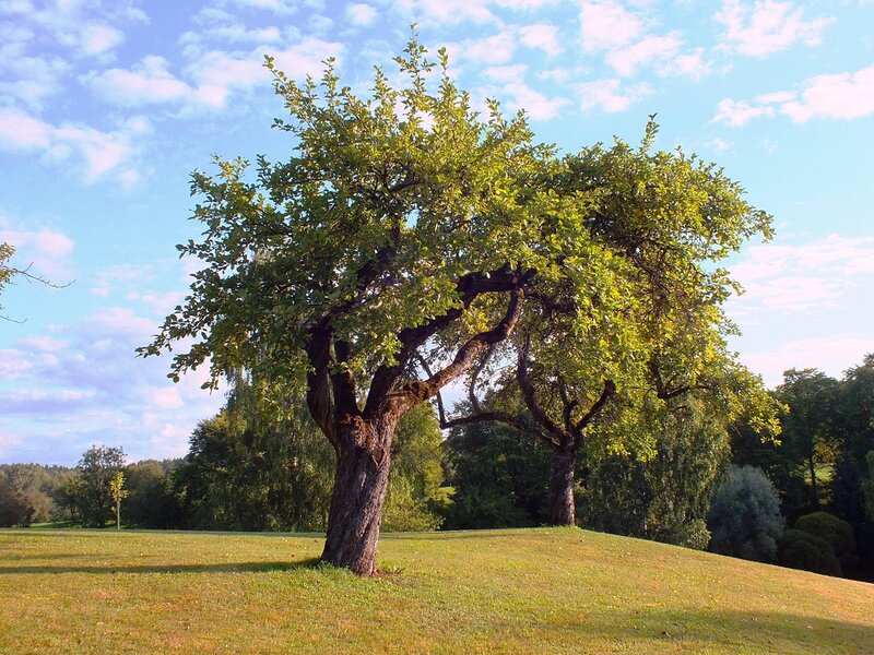 Two Trees on a Hill — Green, Serene, Afternoon, Photograph