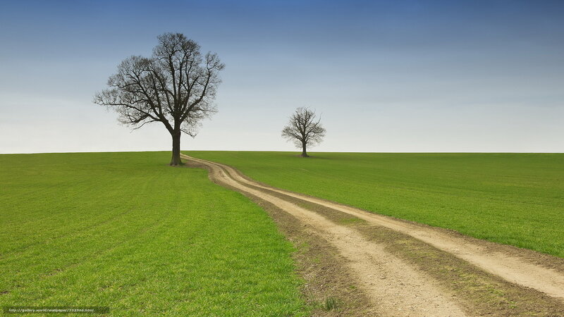 Two Trees on a Hill — Green, Serene, Afternoon
