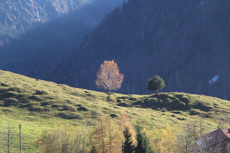 Two Trees on a Hill — Green, Serene, Autumn