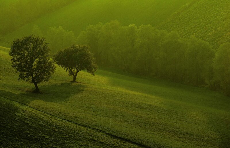 Two Trees on a Hill — Green, Serene, Morning, Photograph, Hills, Field