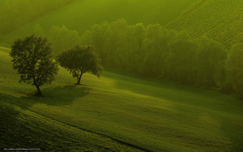 Two Trees on a Hill — Green, Serene, Morning, Photograph, Hills