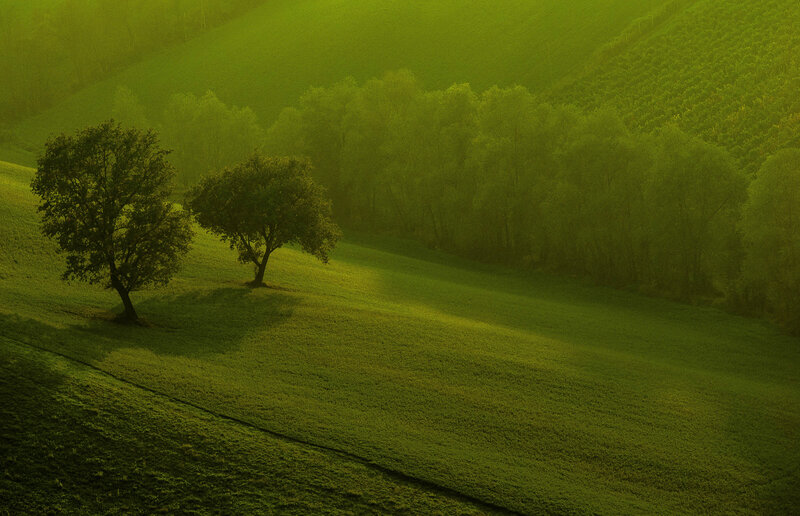 Two Trees on a Hill — Green, Serene, Morning