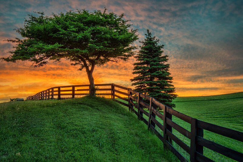 Two Trees on a Hill — Green, Serene, Sunset