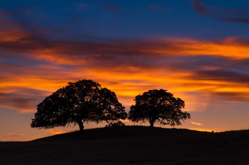 Two Trees on a Hill — Orange