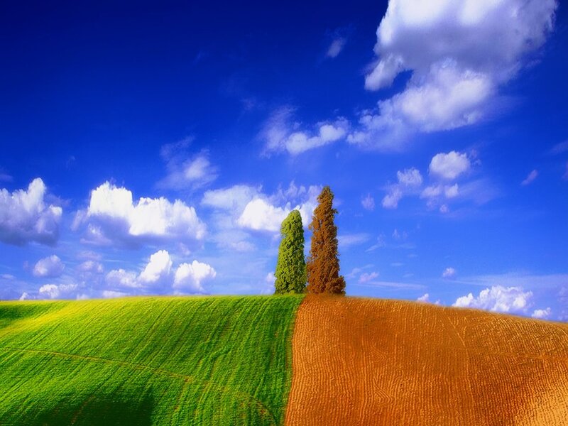 Two Trees on a Hill