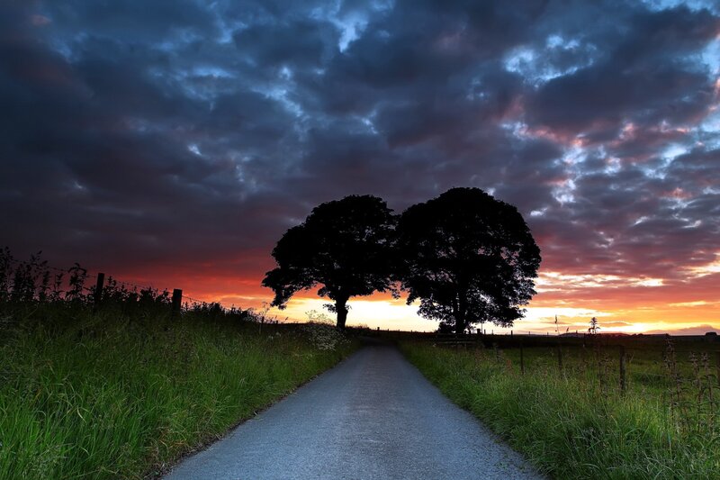 Two Trees on a Road — Blue