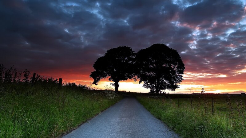 Two Trees on a Road
