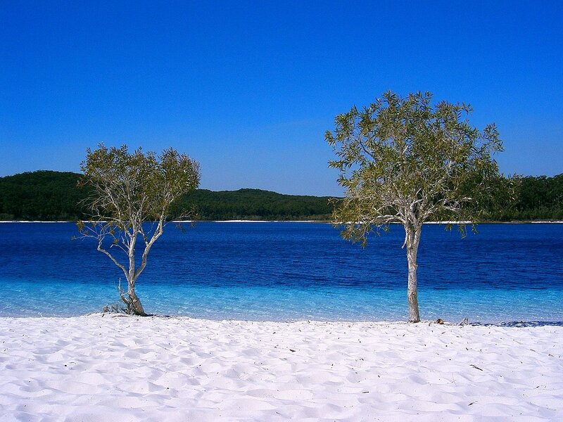 Two Trees on Beach