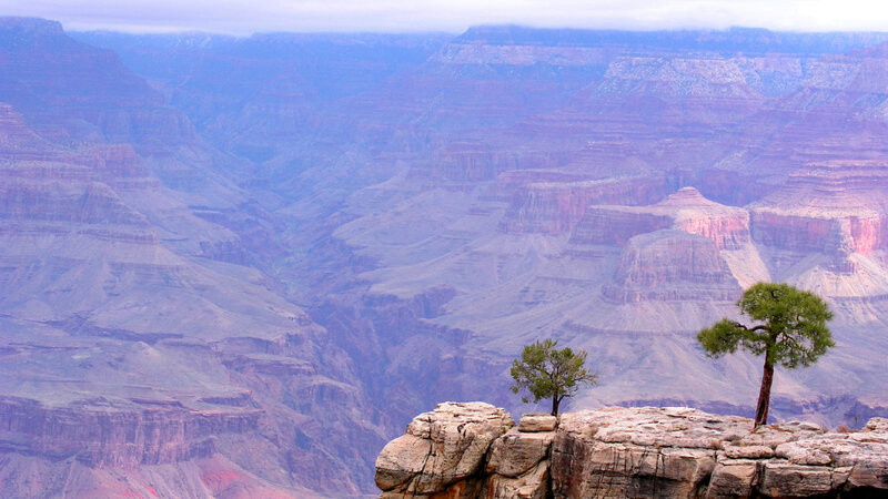 Two Trees on Canyon Edge