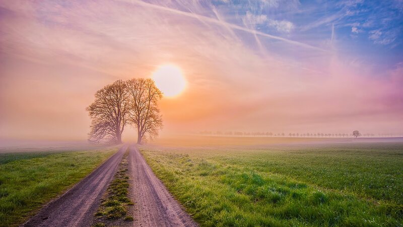 Two Trees on Dirt Road