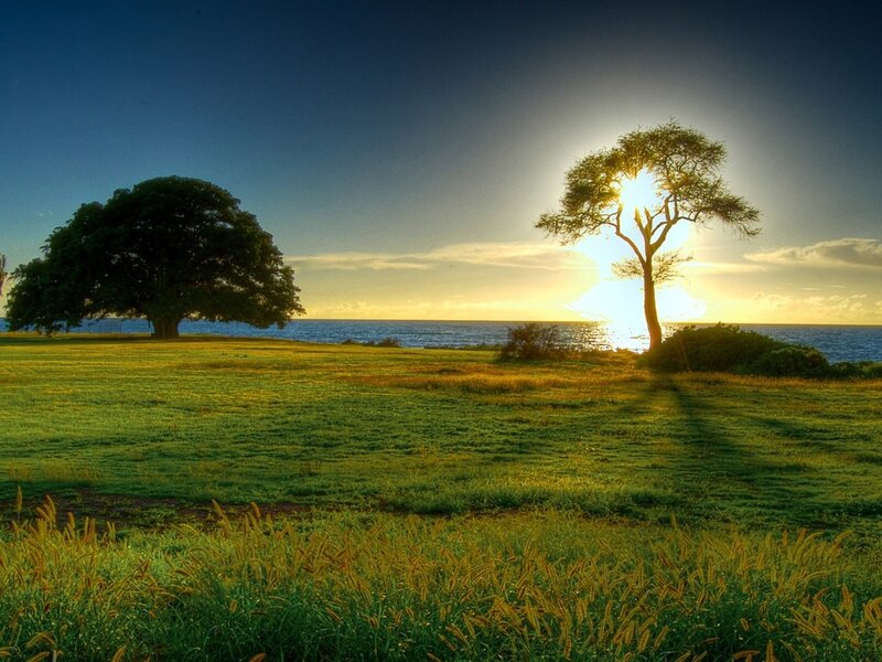Two Trees on Grassy Field