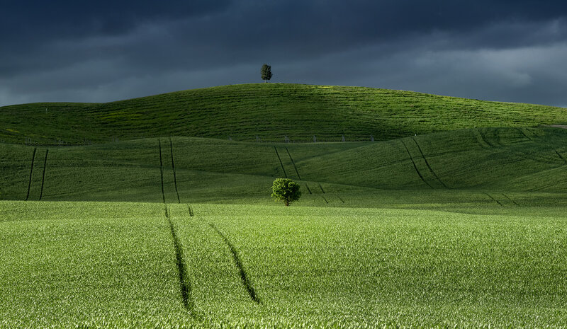 Two Trees on Hills
