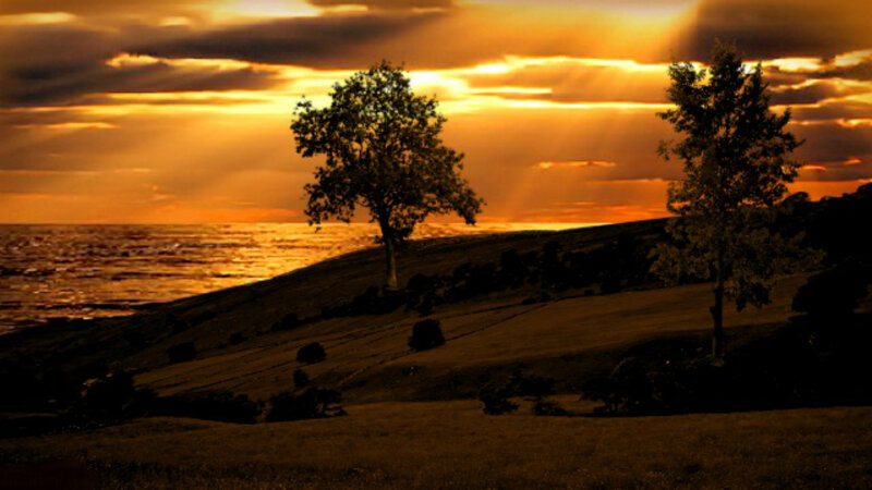 Two Trees on Hillside