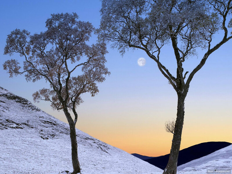 Two Trees on Snowy Hill