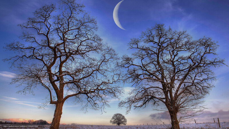 Two Trees Under a Crescent Moon