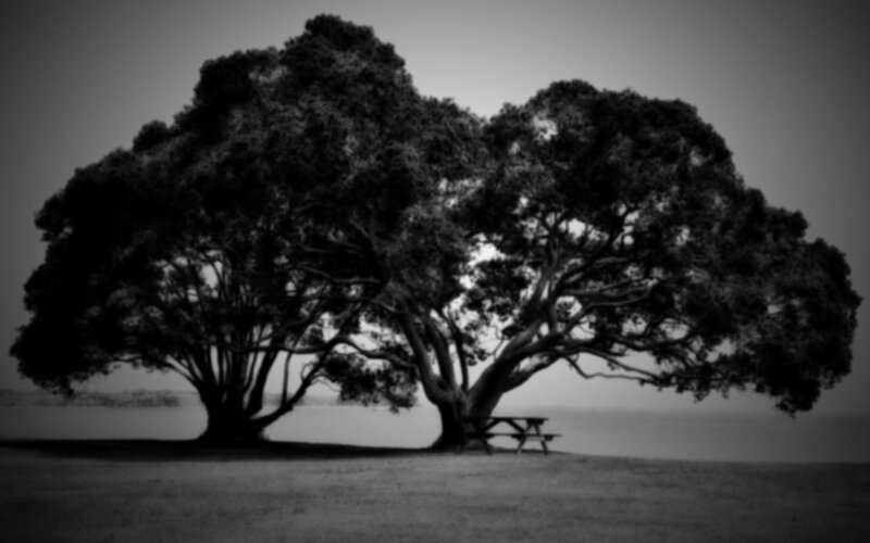 Two Trees with Picnic Table