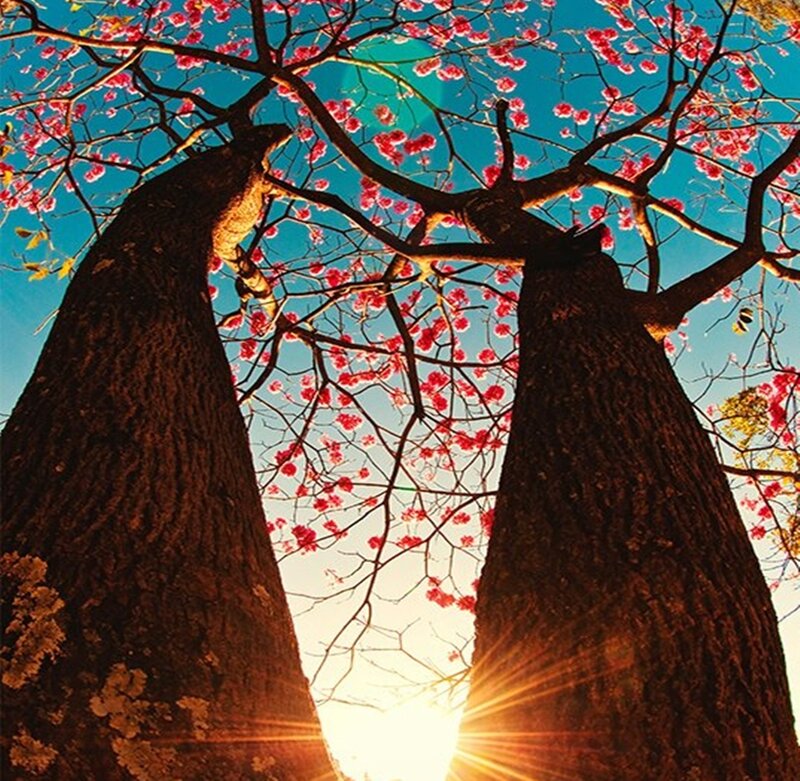 Two Trees with Red Flowers