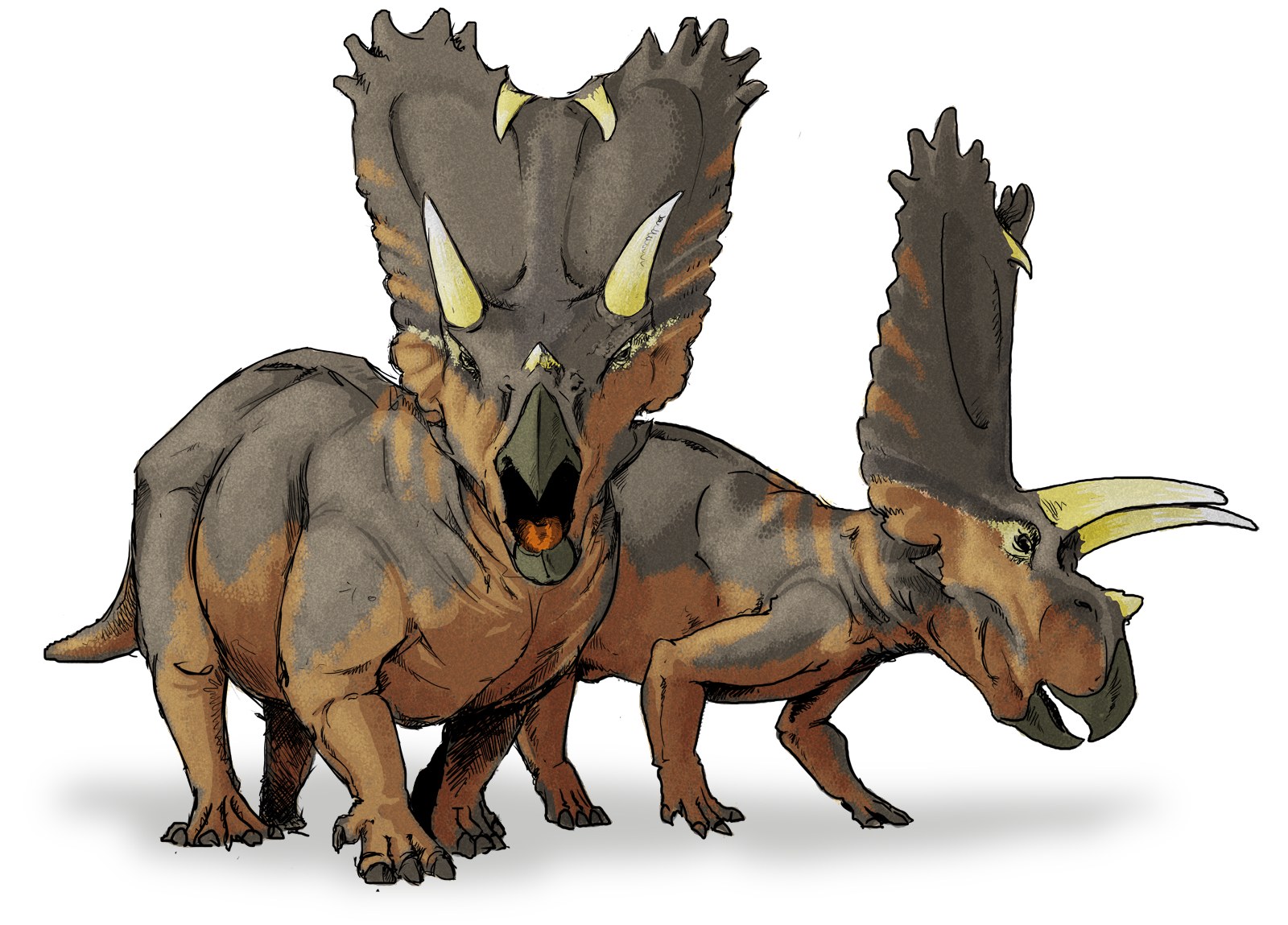 Two Triceratops dinosaurs